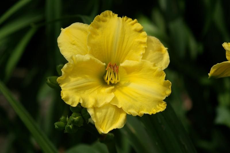 photo Daylily-YukonSpring_zpsc0cdde12.jpg